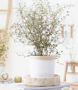 undefined, Maori® Sophora Cotoneaster ´Little Baby´ (1 Pflanze), Maori® Sophora Cotoneaster 'Little Baby'
