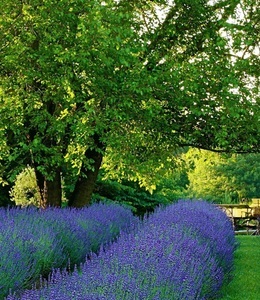 undefined, Lavendel ´Phenomenal®´ im 2-Liter Topf (1 Pflanze), Lavendel 'Phenomenal®' im 2-Liter Topf
