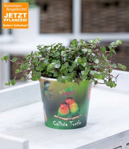undefined, Callisia ´Turtle´ (1 Pflanze), Callisia 'Turtle' inkl. Papierübertopf