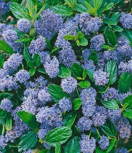 undefined, Blauer Ceanothus ´Blue Mound´ (1 Pflanze)