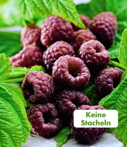 undefined, Schwarze Himbeere ´Glen Coe´ (1 Pflanze), Schwarze Himbeere 'Glen Coe'