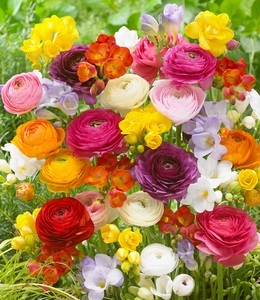 undefined, Freesien- & Ranunkel-Mix ´Butterfly Beauty´ (35 Zwiebeln), Freesien- & Ranunkel-Mix 'Butterfly Beauty'