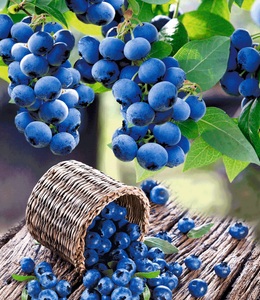 undefined, Heidelbeere ´Hortblue®´ (1 Pflanze), Heidelbeere 'Hortblue®'
