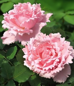 undefined, Parfum-Rose ´Sophie Rochas®´ (1 Pflanze), Parfum-Rose 'Sophie Rochas®'