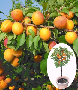 undefined, Aprikose ´Compacta Super Compact®´ (1 Pflanze), Aprikose 'Compacta Super Compact®'