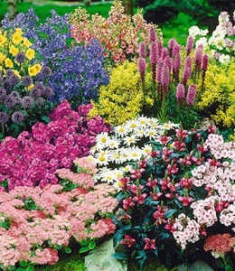 undefined, Staudenbeet ´Gartenfreude´ für 5-6m² (15 Pflanzen), 15er Staudenbeet 'Gartenfreude' für 5-6m²