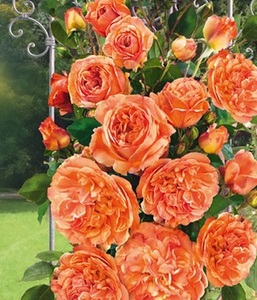 undefined, Kletterrose ´Papi Delbard®´ (1 Pflanze), Kletterrose 'Papi Delbard®'