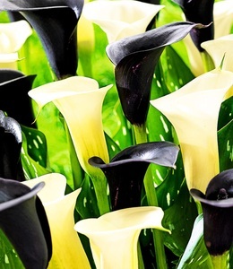 undefined, Calla-Mix 'Piano Man', 