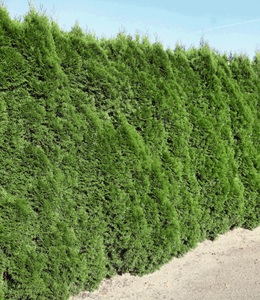 undefined, Lebensbaum-Hecke ´Smaragd´ 40-60cm hoch (1 Pflanze), Lebensbaum-Hecke 'Smaragd' 40-60cm hoch