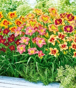 undefined, Taglilien-Mix 'Sommertraum', 