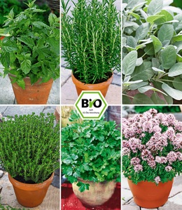undefined, Pflanzenmix für Hochbeete 'BIO Kräuter', Pflanzenmix für Hochbeete 'BIO Kräuter'