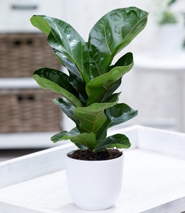 undefined, Ficus ´Bambina´ (1 Pflanze), Ficus 'Bambina'