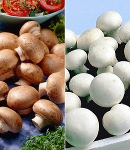 undefined, Champignon-Kultur Kollektion (2 Sets), Champignon-Kultur Kollektion