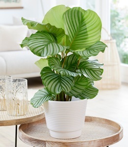 undefined, Calathea orbifolia im 21 cm Topf, Calathea orbifolia im 17 cm Topf