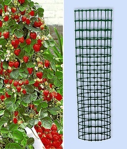 undefined, Kletter-Erdbeere ´Hummi®´ und Dekorativer Rankturm (1 Set), Kletter-Erdbeere 'Hummi®' und Dekorativer Rankturm
