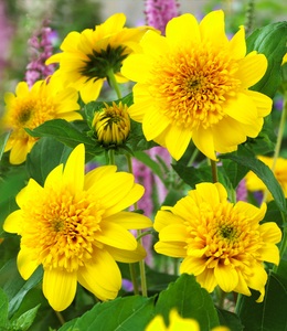 undefined, Winterharte gefüllte Sonnenblume 'Happy Days', Winterharte gefüllte Sonnenblume 'Happy Days'