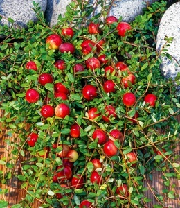 undefined, Cranberry-Beere (3 Pflanzen), Cranberry-Beere