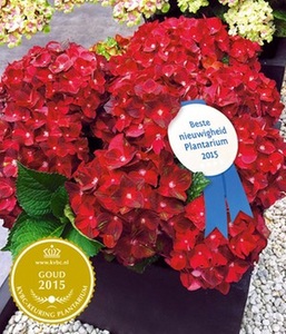 undefined, Freiland-Hortensie ´Ruby Tuesday®´ (1 Pflanze), Freiland-Hortensie 'Ruby Tuesday®'