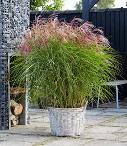 undefined, Miscanthus ´Red Cloud®´ (1 Pflanze), Miscanthus 'Red Cloud®'