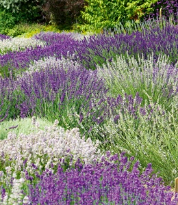undefined, Lavendel-Mix 'Weiß & Blau', Lavendel-Mix 'Weiß & Blau'