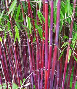 undefined, Roter Bambus ´Chinese Wonder´ (1 Pflanze), Roter Bambus 'Chinese Wonder'