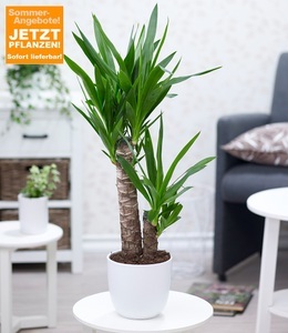 undefined, Yucca Palme ca. 70 cm hoch (1 Pflanze), Yucca Palme ca. 65-75 cm hoch