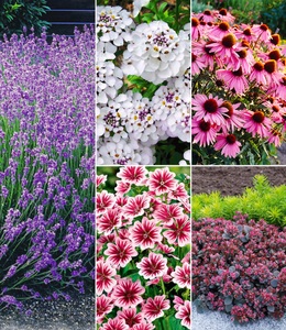 undefined, Winterhartes Stauden-Sonnenbeet (14 Pflanzen), Winterhartes Stauden-Sonnenbeet