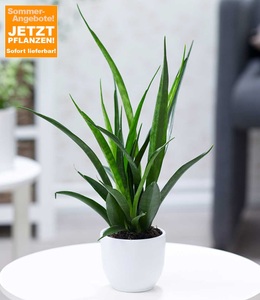 undefined, Sanseveria ´Kirkii´ (1 Pflanze), Sansevieria 'Kirkii'