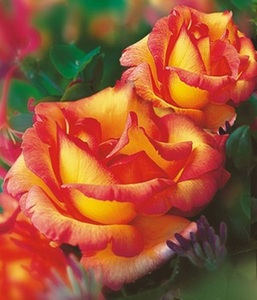 undefined, Kletter-Rose ´Parure d´or®´ (1 Pflanze), Kletter-Rose 'Parure d'or®'