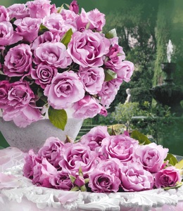 undefined, Parfum-Rose ´Dioressence®´ (1 Pflanze), Parfum-Rose 'Dioressence®'