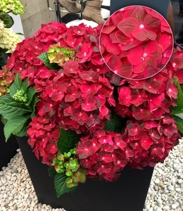 undefined, Freiland-Hortensie ´Ruby Tuesday®´ (1 Pflanze), Freiland-Hortensie 'Ruby Tuesday®'