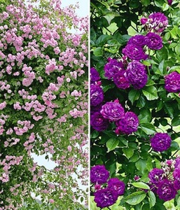 undefined, Rambler-Rosen-Kollektion blau und rosa (2 Pflanzen), Rambler-Rosen-Kollektion blau und rosa