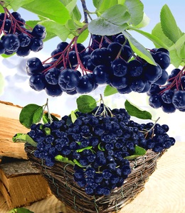 undefined, Vitaminbeere ´Aronia Viking´ (1 Pflanze), Vitaminbeere 'Aronia Viking'