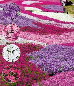 undefined, Phlox-Mix ´Flowers of the Sea´ (4 Pflanzen), Phlox-Mix 'Flowers of the Sea'