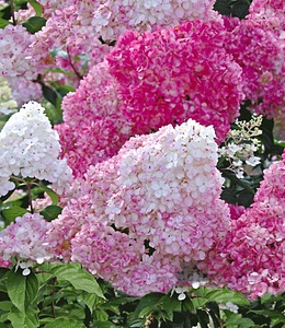 undefined, Freiland-Hortensie ´Vanille Fraise®´ im 2-Liter Topf (1 Pflanze), Freiland-Hortensie 'Vanille Fraise®' im 2-Liter Topf
