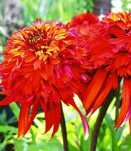 undefined, Duft-Echinacea ´Hot Papaya´ (1 Pflanze), Duft-Echinacea 'Hot Papaya'