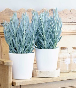 undefined, Senecio Aquarine® ´Mount Everest´ (1 Pflanze), Senecio Aquarine® 'Mount Everest'