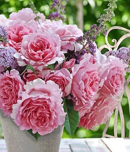 undefined, Kletter-Rose ´Bienvenue®´ (1 Pflanze), Kletter-Rose 'Bienvenue®'