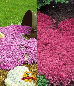 undefined, Bodendecker-Kollektion rosa und rot (6 Pflanzen), Bodendecker-Kollektion rosa und rot