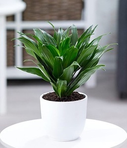 undefined, Dracena ´Compacta´ (1 Pflanze), Dracena 'Compacta'