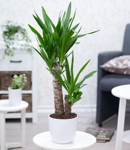 undefined, Yucca Palme ca. 70 cm hoch (1 Pflanze), Yucca Palme ca. 65-75 cm hoch