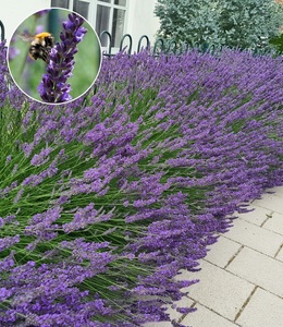 undefined, Lavendel ´Phenomenal®´ (3 Pflanzen), Lavendel 'Phenomenal®'
