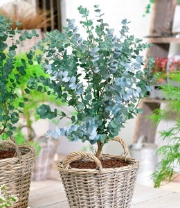 undefined, Winterharter Eukalyptus 'Azura®' im 2-Liter XXL-Topf, Winterharter Eukalyptus 'Azura®' im XXL-Topf