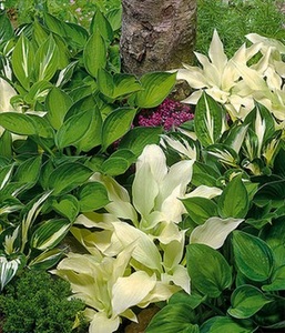 undefined, Hosta-Mix ´Exklusiv´ (3 Knollen), Hosta-Mix 'Exklusiv'