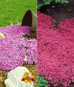 undefined, Bodendecker-Kollektion rosa und rot (6 Pflanzen), Bodendecker-Kollektion rosa und rot