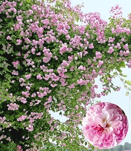 undefined, Rambler-Rose ´Paul´s Himalayan Musk Rambler´ (1 Pflanze), Rambler-Rose 'Paul's Himalayan Musk Rambler'