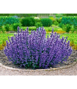 undefined, Nepeta ´Cat´s Pajamas´ (2 Pflanzen), Nepeta 'Cat's Pajamas'