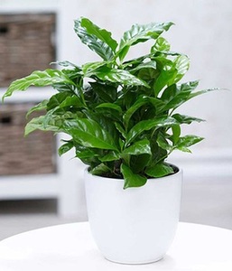 undefined, Coffea arabica (1 Pflanze), Coffea arabica