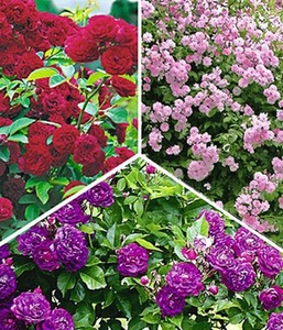 undefined, Rambler-Rosen-Kollektion (3 Pflanzen), Rambler-Rosen-Kollektion