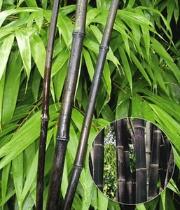 undefined, Schwarzer Bambus ´Black Bamboo´ (1 Pflanze), Schwarzer Bambus 'Black Pearl'